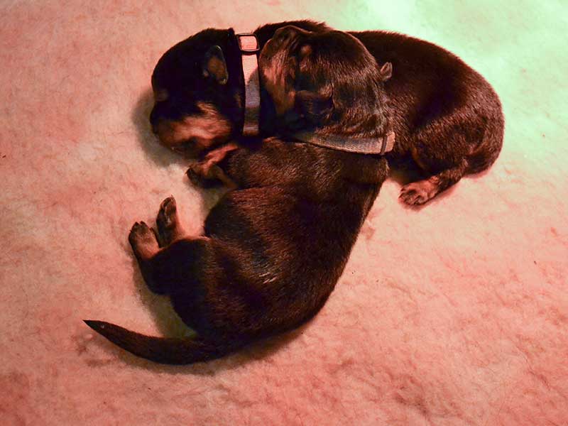Pups I-nest 1 week oud