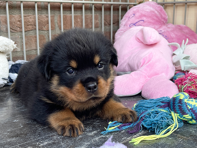 puppy's q-nest week 5