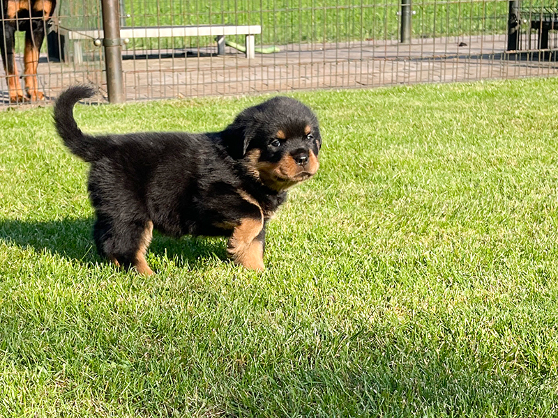 puppy's q-nest week 5