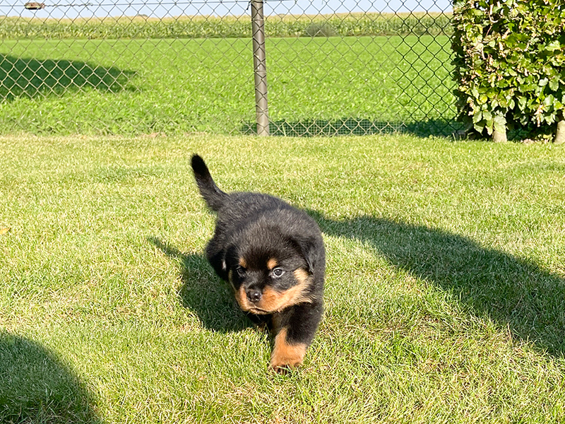 puppy's q-nest week 5