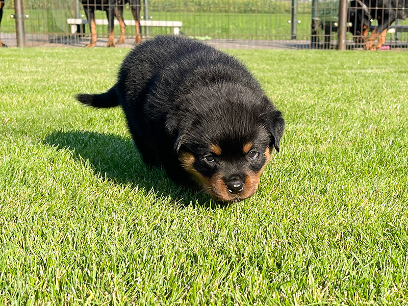 puppy's q-nest week 5