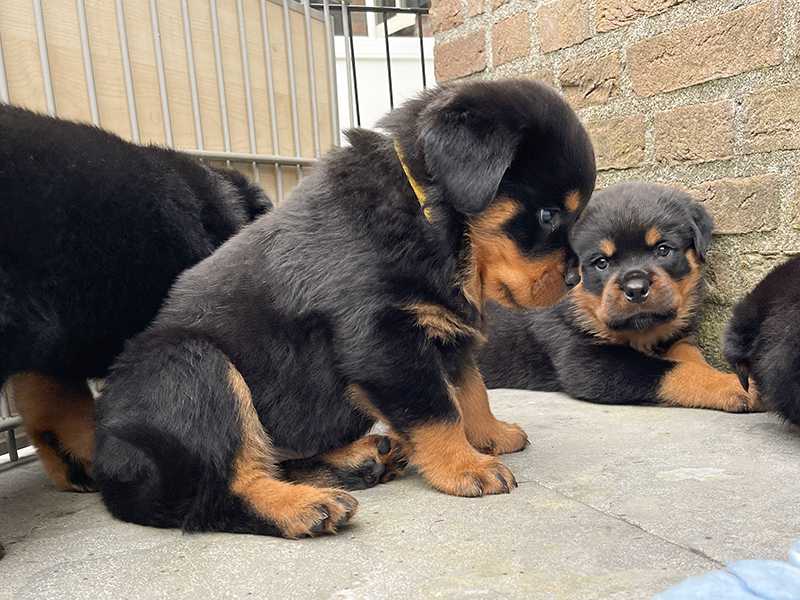 puppy's q-nest week 5