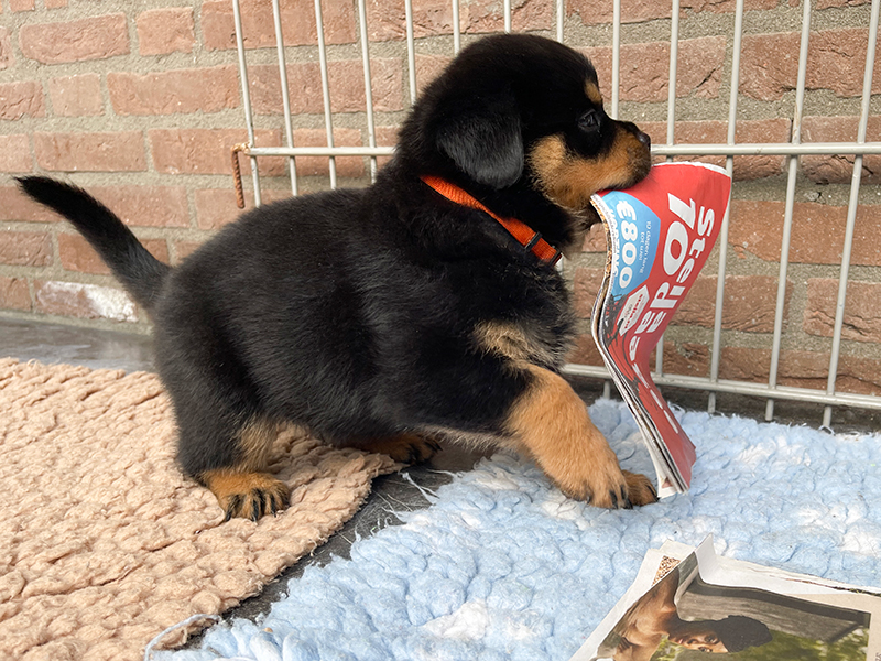 puppy's q-nest week 5