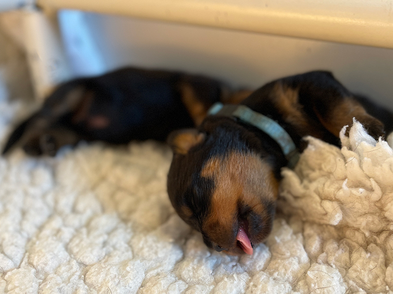 puppy's q-nest week 2