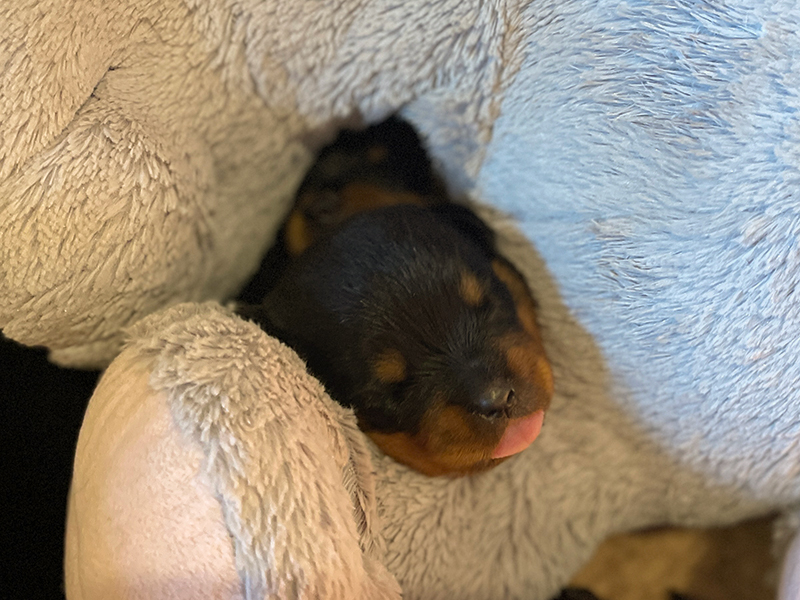 puppy's q-nest week 2